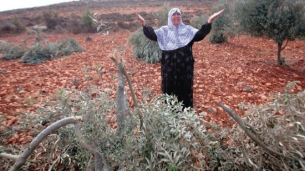 قلع و قمع درختان زیتون عفرین توسط ارتش ترکیه و شورشیان