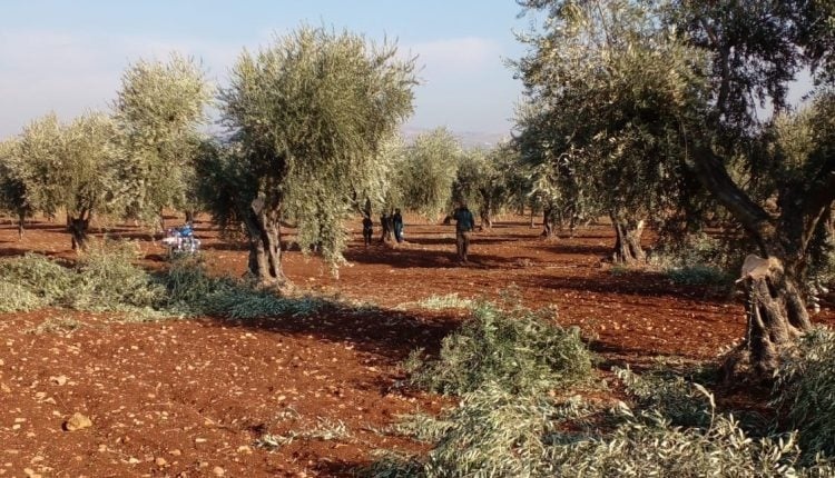 قطع گسترده درختان زیتون کانتون عفرین توسط شبه‌نظامیان وابسته به ترکیه