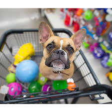 پت شاپ در تبریز