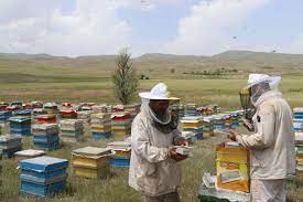 ۶ هزار و ۷۰۰ زنبورستان در آذربایجان غربی فعال است