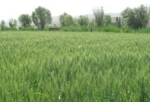 قول مساعد فرمانداری مهاباد برای جبران خسارت کشاورزان