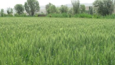 قول مساعد فرمانداری مهاباد برای جبران خسارت کشاورزان
