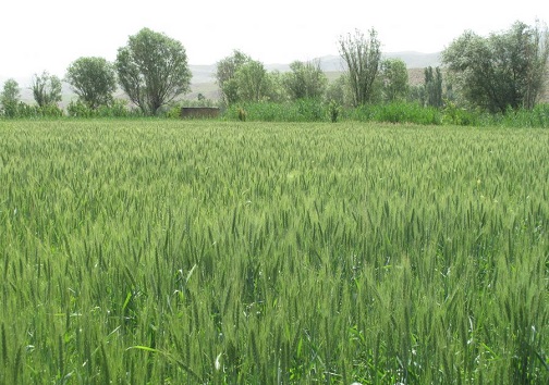 قول مساعد فرمانداری مهاباد برای جبران خسارت کشاورزان